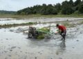 Editorial: Dugaan Jual Beli Bibit Bantuan dan Pemotongan Anggaran Oplah, Ujian Serius Integritas Program Pertanian