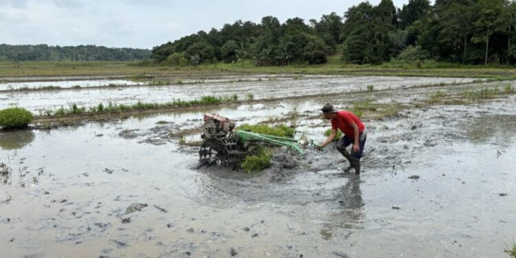 Editorial: Dugaan Jual Beli Bibit Bantuan dan Pemotongan Anggaran Oplah, Ujian Serius Integritas Program Pertanian