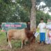 Polres Lampung Timur Gelar Penyembelihan Hewan Kurban, 7 Sapi dan 4 Kambing Disalurkan ke Masyarakat