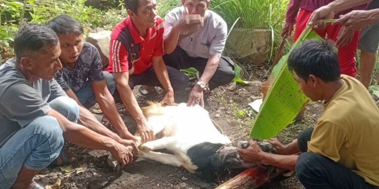 Perayaan Hari Raya Idul Adha 1447 H,Masjid Babusalam Sembelih 8 Ekor kambing Wujud Kepedulian Sosial kepada sesama