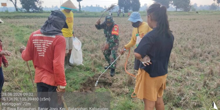 Dukung Ketahanan Pangan, Babinsa Koramil Batanghari Gropyokan Tikus 