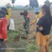 Dukung Ketahanan Pangan, Babinsa Koramil Batanghari Gropyokan Tikus 