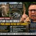 Alzier Dianis Geram, Kematian Gajah Indra Sang Pahlawan Hutan Way Kambas