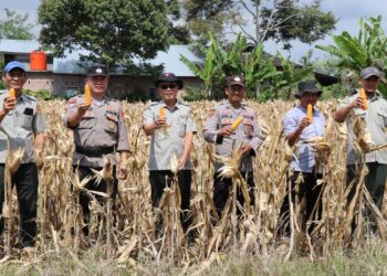Panen Raya Jagung, Polres Lampung Barat Perkuat Sinergi Dukung Ketahanan Pangan Nasional