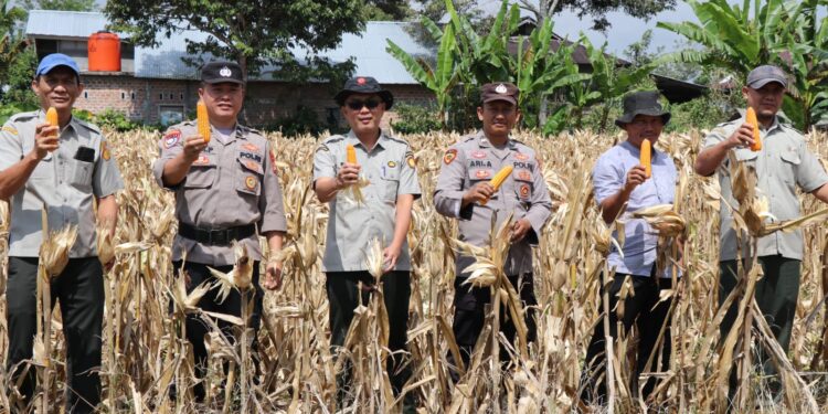 Panen Raya Jagung, Polres Lampung Barat Perkuat Sinergi Dukung Ketahanan Pangan Nasional