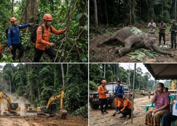 Rentetan Tragedi Proyek Pagar Way Kambas: Dari Gajah Mati, Warga Hilang, Hingga Dugaan Penyelewengan Solar Subsidi  ‎