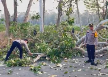 Polres Lampung Timur Gerak Cepat Evakuasi Pohon Tumbang, Arus Lalu Lintas Kembali Lancar