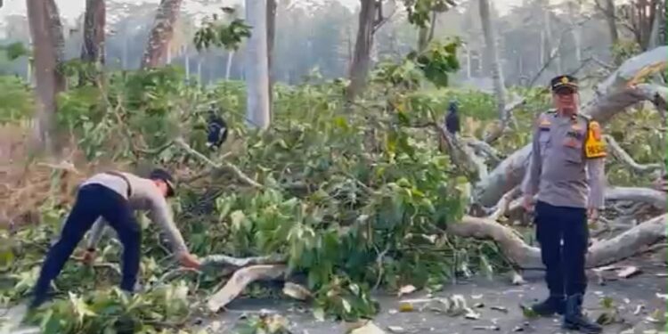 Polres Lampung Timur Gerak Cepat Evakuasi Pohon Tumbang, Arus Lalu Lintas Kembali Lancar